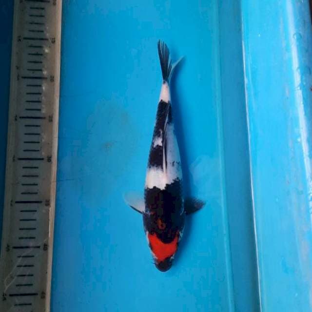 Tancho showa 27cm