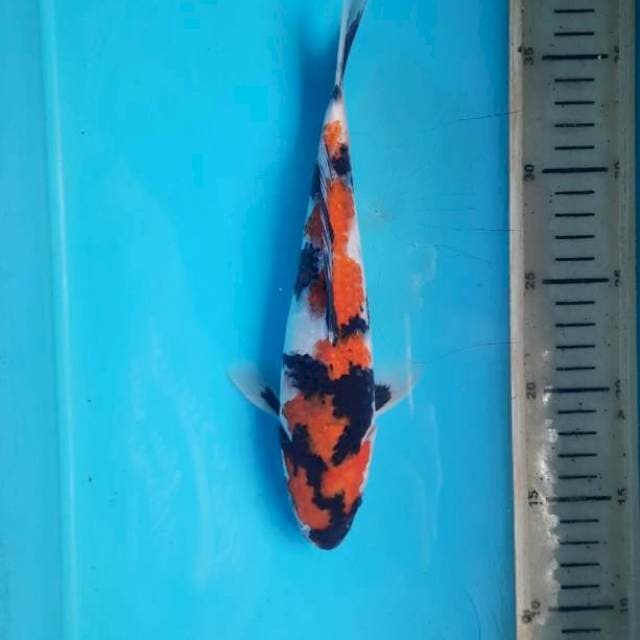 Showa petir 24cm