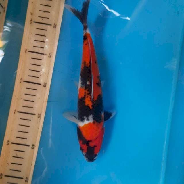 Showa stranged 25cm
