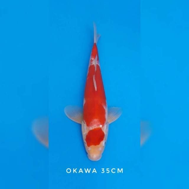 Kohaku okawa import