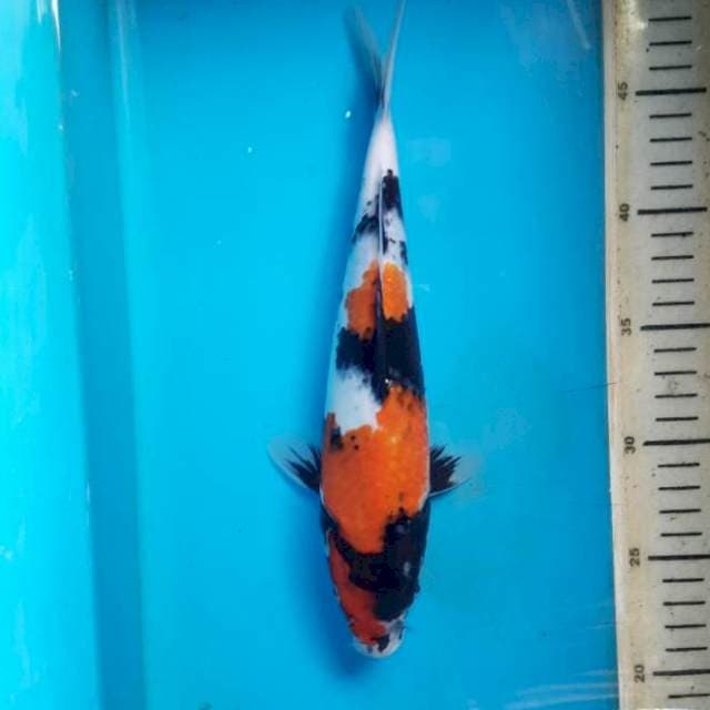 Motogoro Showa 26cm