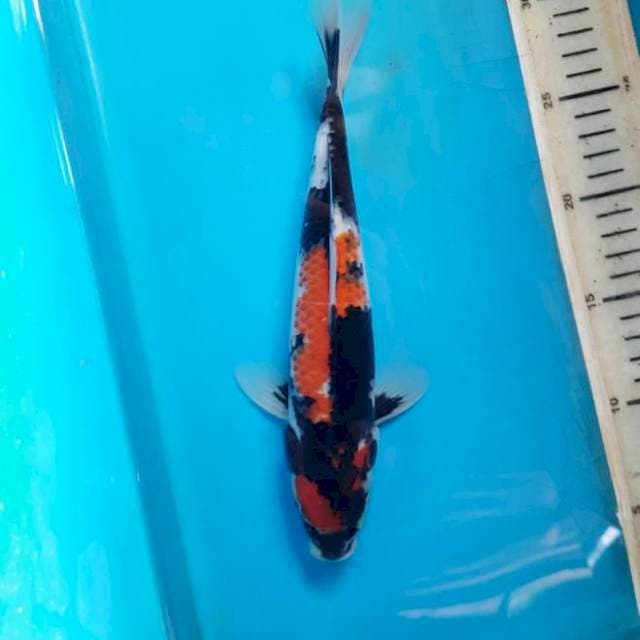 Blackred showa 26cm