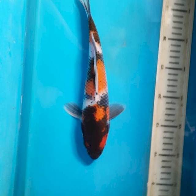 Male showa 27cm
