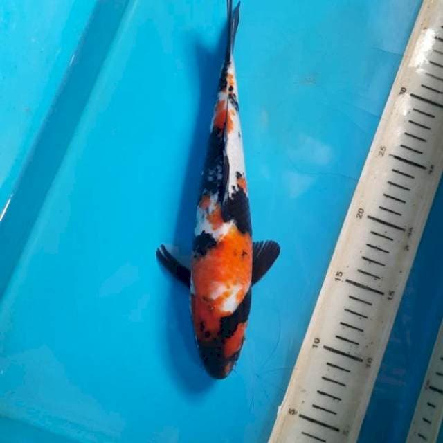 Showa 27cm