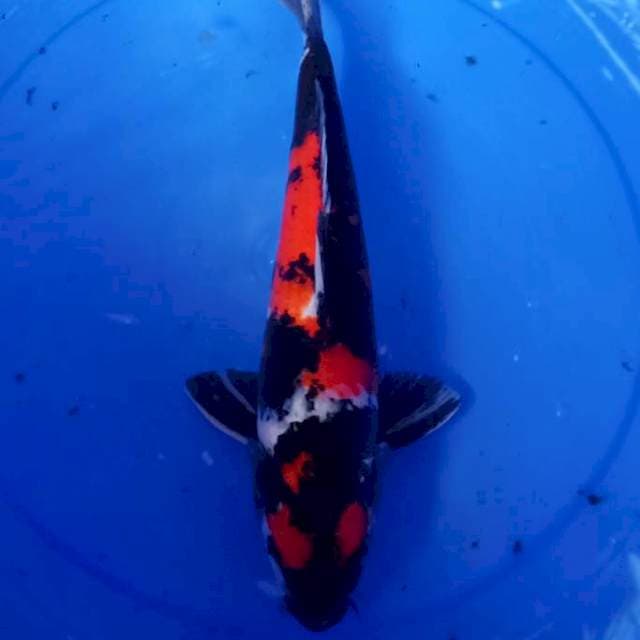 Showa male benistrong 40up