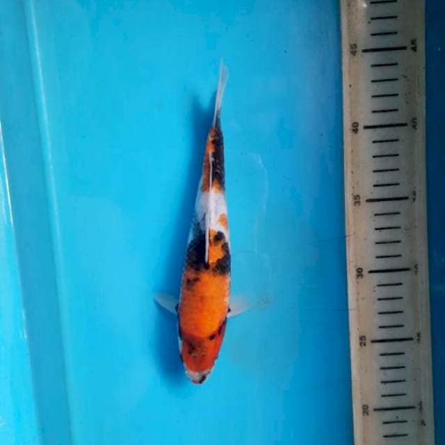 Male tategoi Showa 20cm