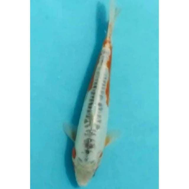 Hana sushi 32cm