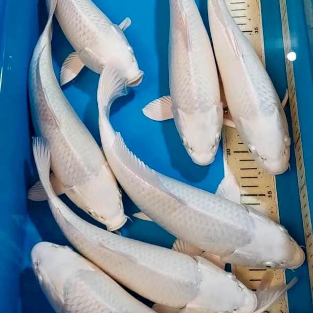 PLATINUM BULKY BERPUNUK 30-33 CM 8 EKOR
