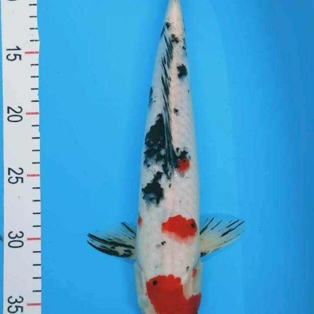 Sanke 33 cm male