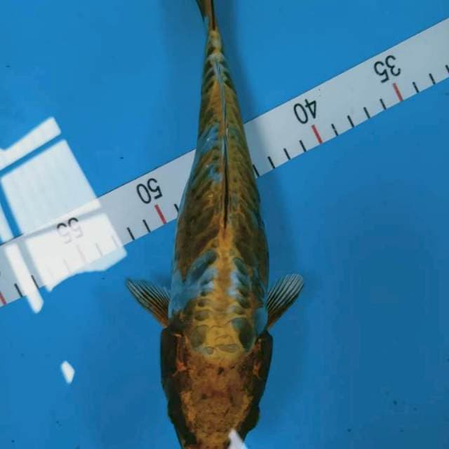 Kiko 29 cm