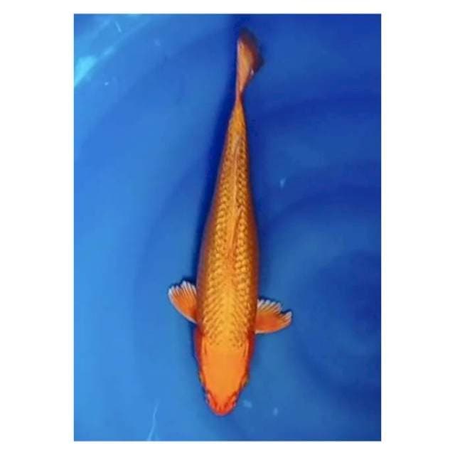 Orenji ginrin 33cm