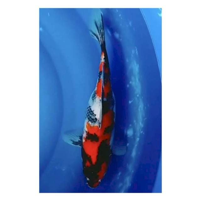 Showa 30cm
