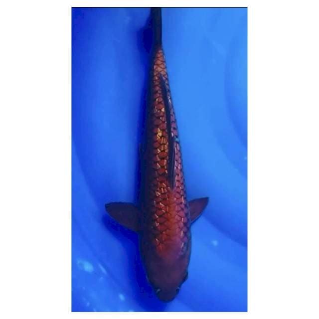 Cagoi tembaga ginrin 33cm