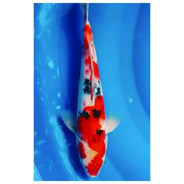 Sanke 28cm