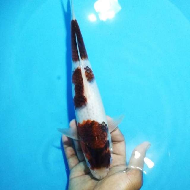 Roni kurniawan koromo