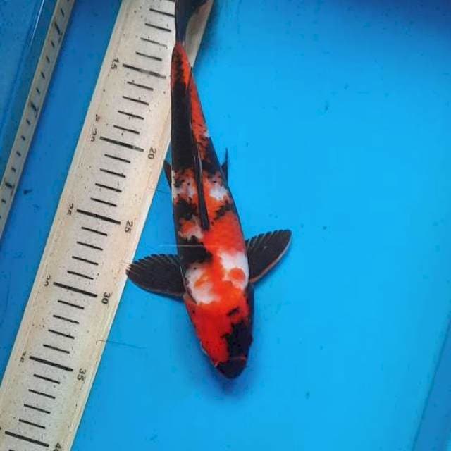 Showa 26cm