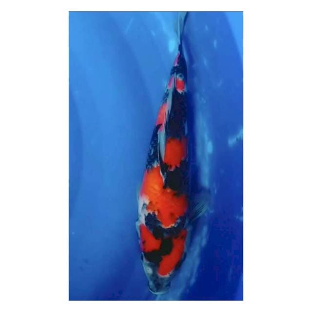 Showa jos 30cm