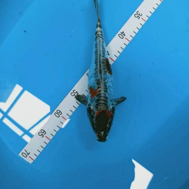 Kiko 30 cm