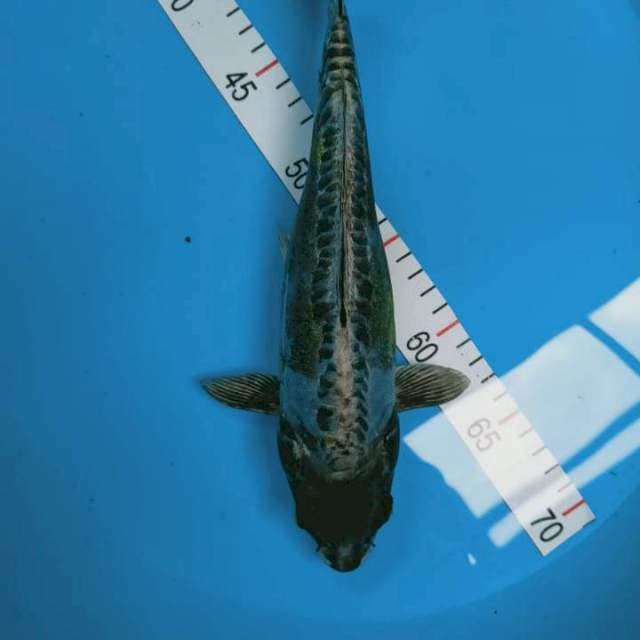 Kiko 30 cm