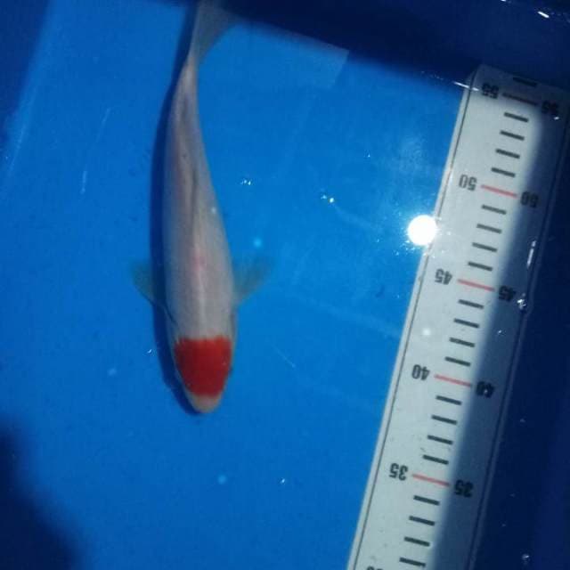 Tanco kohaku