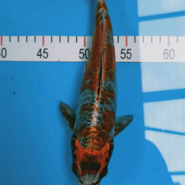 Kiko 28 cm