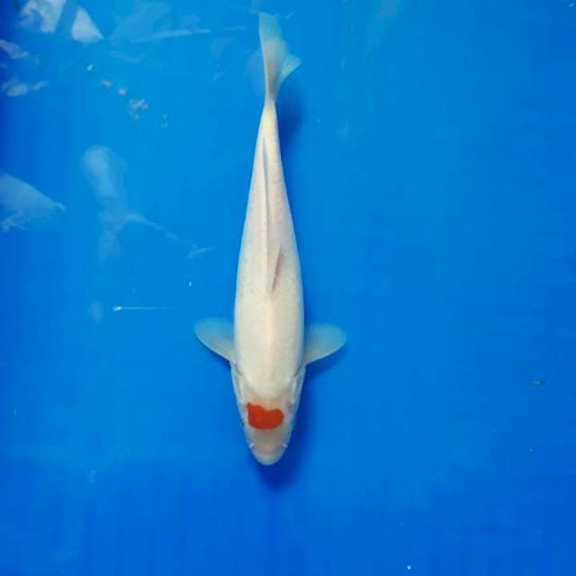 Minion tancho kohaku 22cm