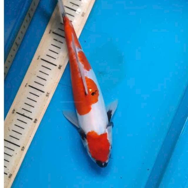 Maruten showa doits 31cm
