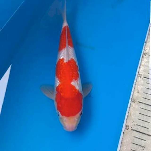 Ginrin Kohaku 27cm Male