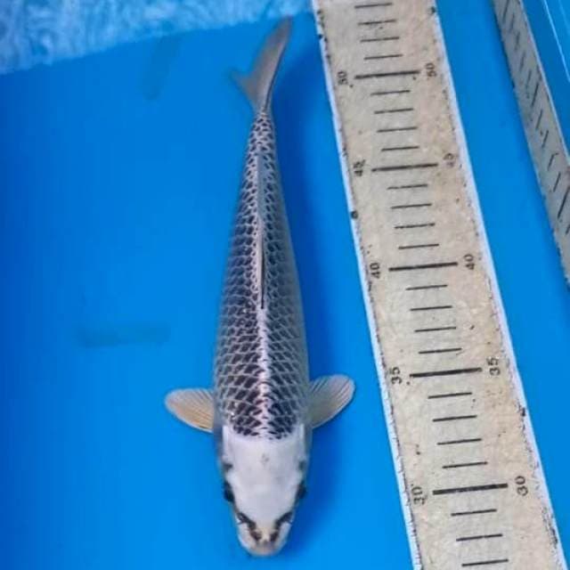 Gin Matsuba 23cm Male