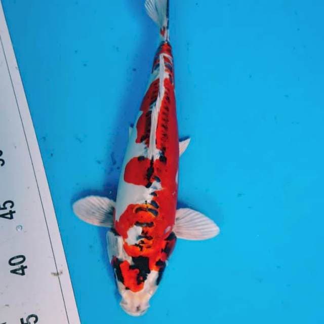 BENIKIKO 31 cm