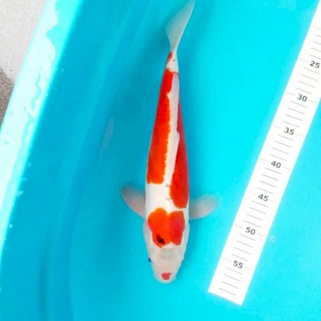 38 CM SANKE DOITSU