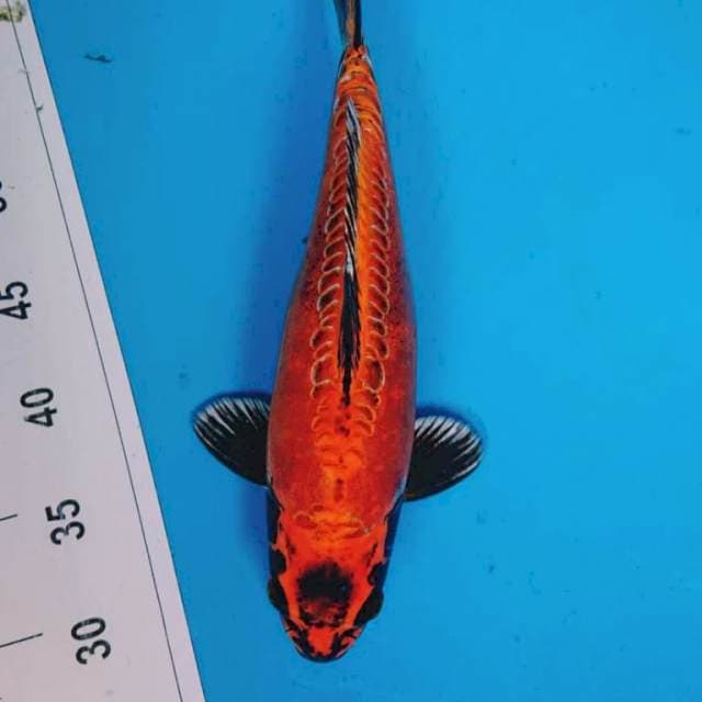 ANTIK 33 cm