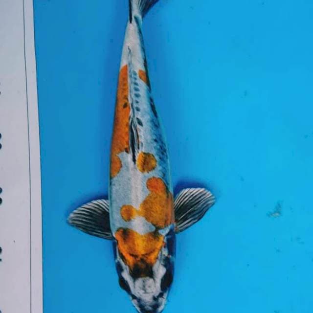 Kiko 31 cm