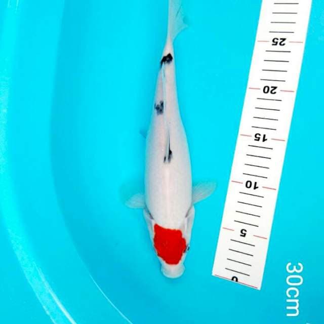 30 CM TANCHO SANKE