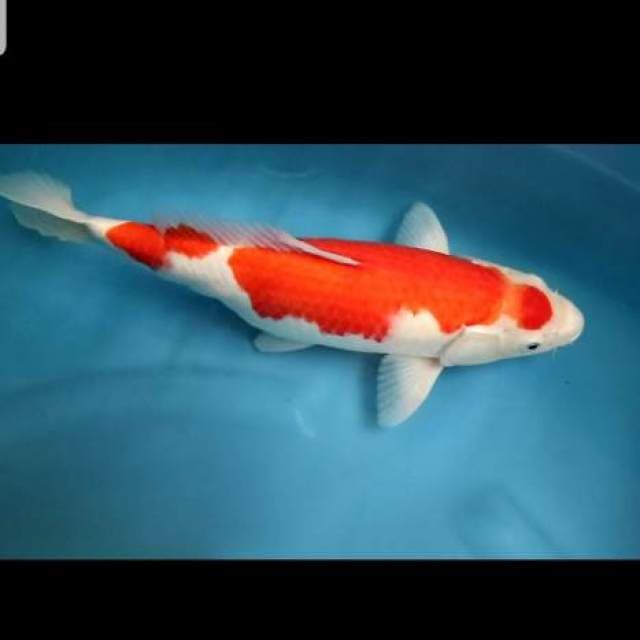 Kohaku Grade A
