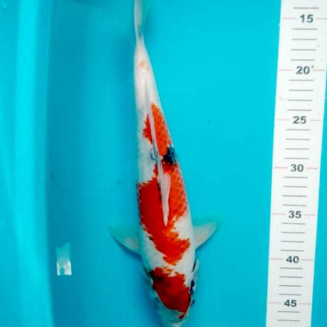 36 CM SHOWA INAZUMA TATEGOI
