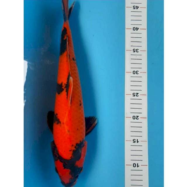 UTSURI (40 CM)