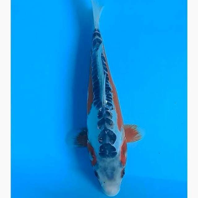 Shusui