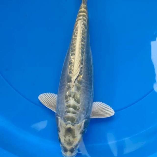 Grey Mukasi