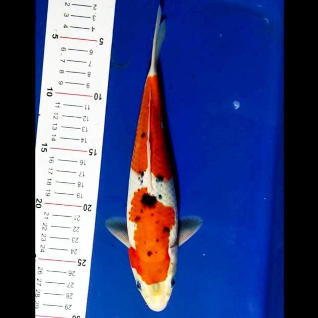 Goshiki 25 cm