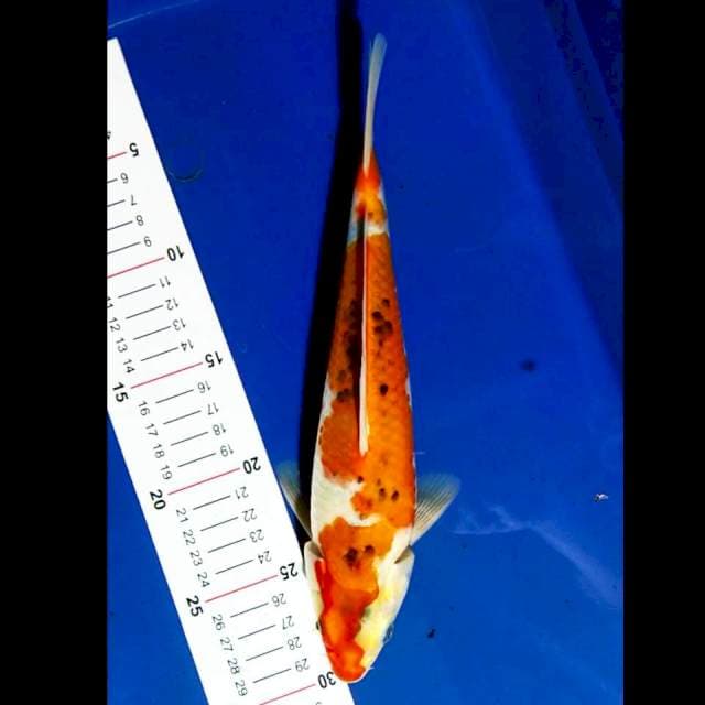 Goshiki 27cm
