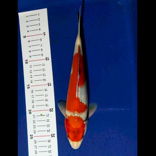 Goshiki 25 cm