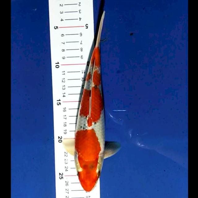 Goshiki 23cm