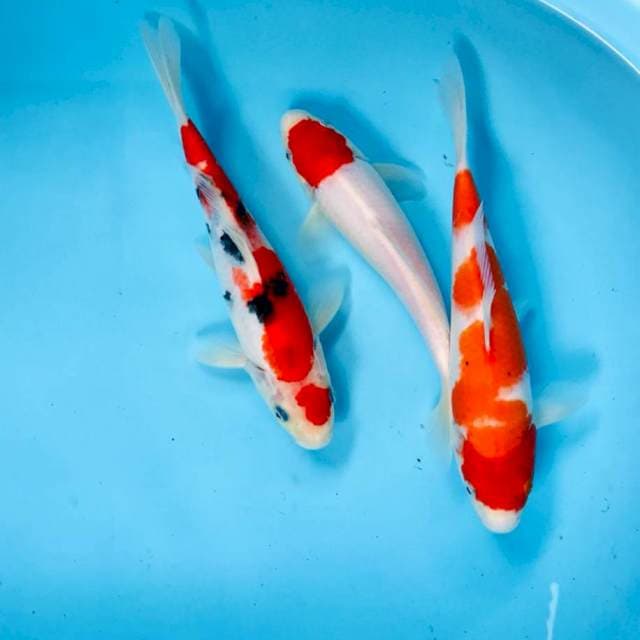 Mix koi, 25BU