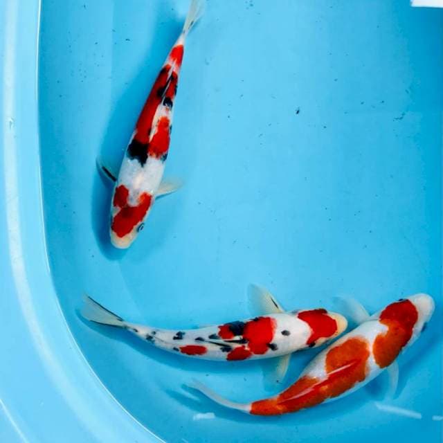 Mix koi, 25BU