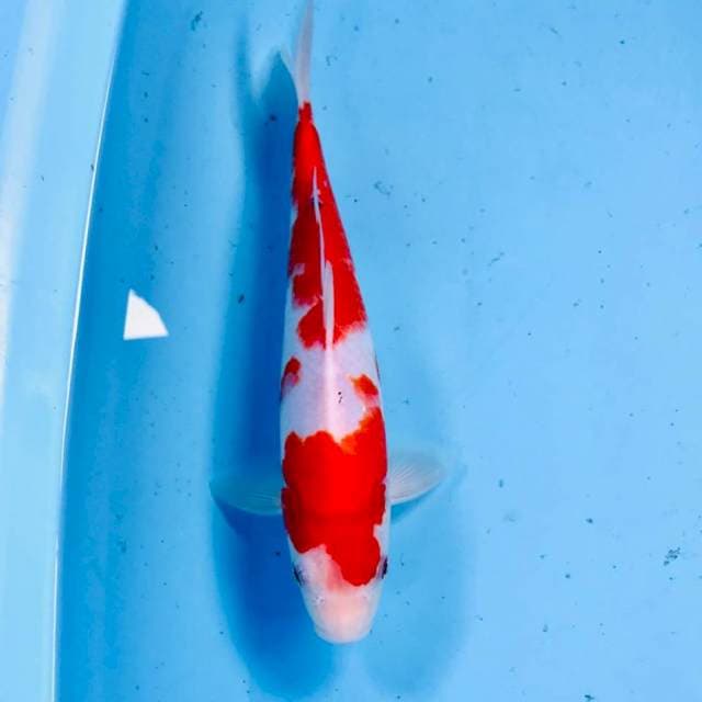 Kohaku, 27 cm