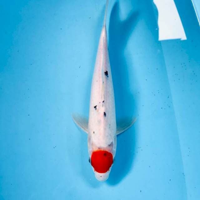 Tancho Sanke, 30 cm