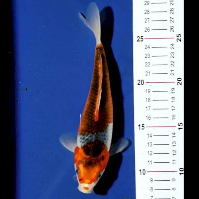 Goshiki 20cm
