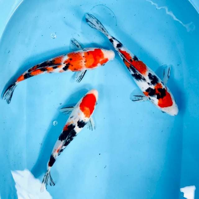 Mix koi, 25 BU