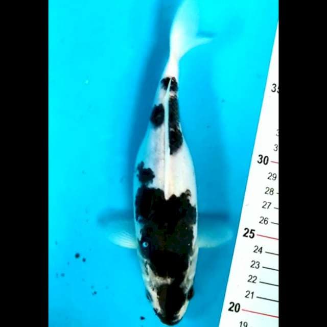Goromo Short body 21cm